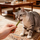 Natural Catnip Chew Sticks for Cats – 6-Pack