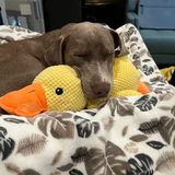 Best Friends Calming Duck Plush Toy for Dogs & Cats